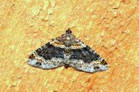 Xanthorhoe ferrugata