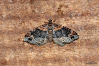Xanthorhoe ferrugata