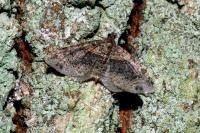 Xanthorhoe ferrugata