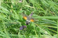 Macroglossum stellatarum