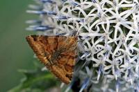 Euclidia glyphica