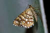 Chiasmia clathrata