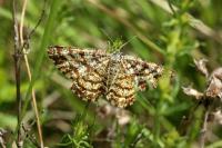 Ematurga atomaria