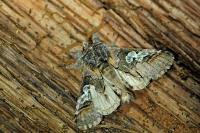 Diloba caeruleocephala