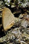 Operophtera brumata