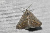 Chemerina caliginearia