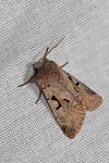 Orthosia gothica