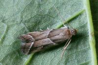 Nyctegretis lineana