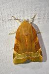 Noctua fimbriata