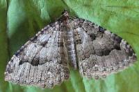 Triphosa dubitata