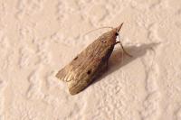 Aphomia sociella