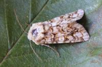 Hadena irregularis