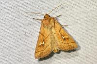Mythimna conigera