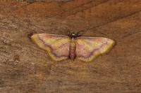 Idaea muricata