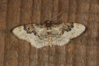 Idaea rusticata
