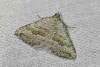 Scotopteryx bipunctaria