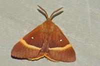 Lasiocampa quercus quercus