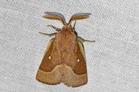 Lasiocampa trifolii trifolii