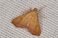 Endotricha flammealis