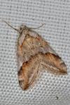 Chesias rufata rufata