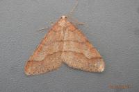 Phigaliohybernia marginaria