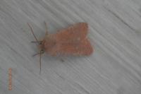 Orthosia cruda