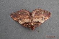 Earophila badiata