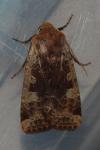 Conistra erythrocephala