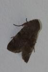 Orthosia incerta
