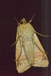 Heliothis peltigera