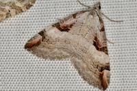 Aplocera praeformata