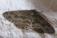 Ectropis crepuscularia
