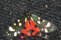 Callimorpha dominula