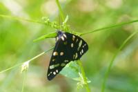 Callimorpha dominula
