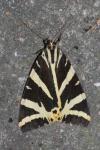 Euplagia quadripunctaria