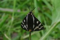 Arctia plantaginis