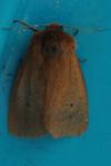 Phragmatobia fuliginosa