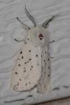 Spilosoma lubricipeda