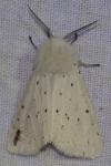 Spilosoma lubricipeda