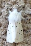 Spilosoma lubricipeda