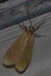 Wittia sororcula