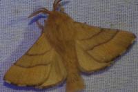 Malacosoma neustria