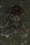 Thaumetopoea processionea