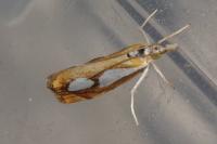 Catoptria pinella