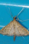 Dolicharthria punctalis