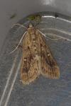 Parapoynx stratiotata