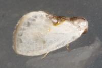 Cilix glaucata