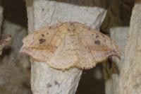 Drepana falcataria