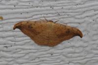 Drepana falcataria