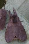 Calliteara pudibunda